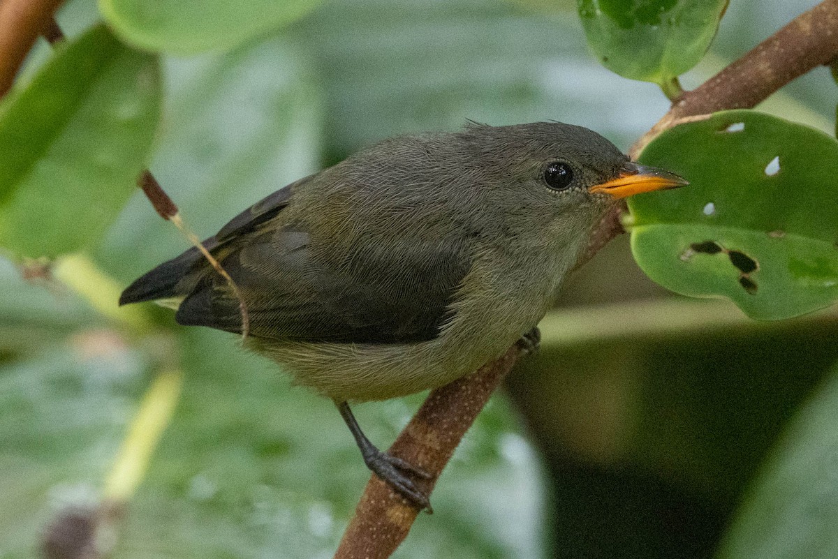 Black-sided Flowerpecker - ML642496929
