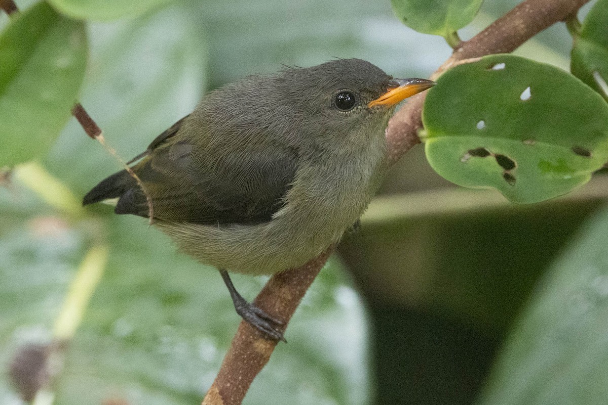 Black-sided Flowerpecker - ML642496930