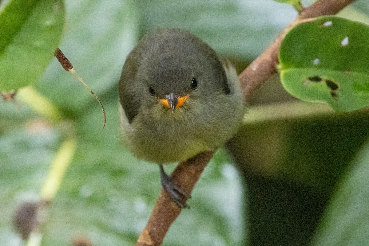 Black-sided Flowerpecker - ML642496931