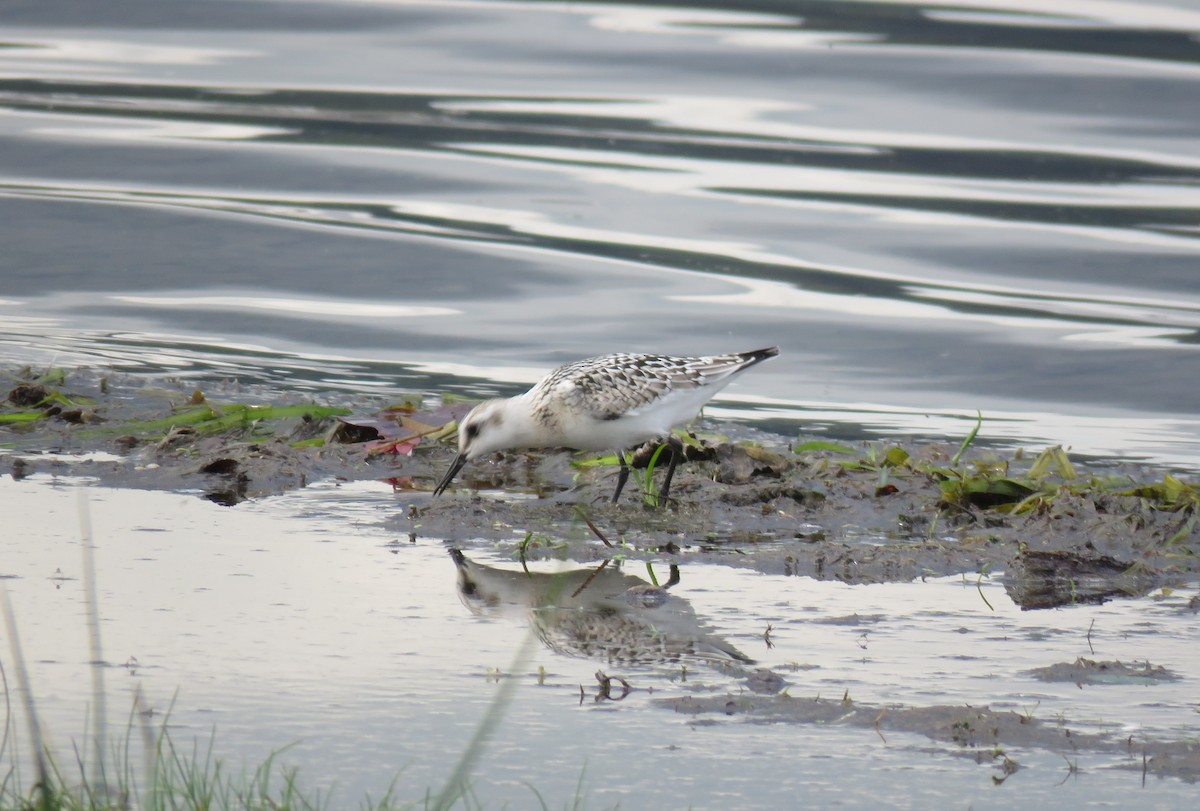 Sanderling - ML642496932
