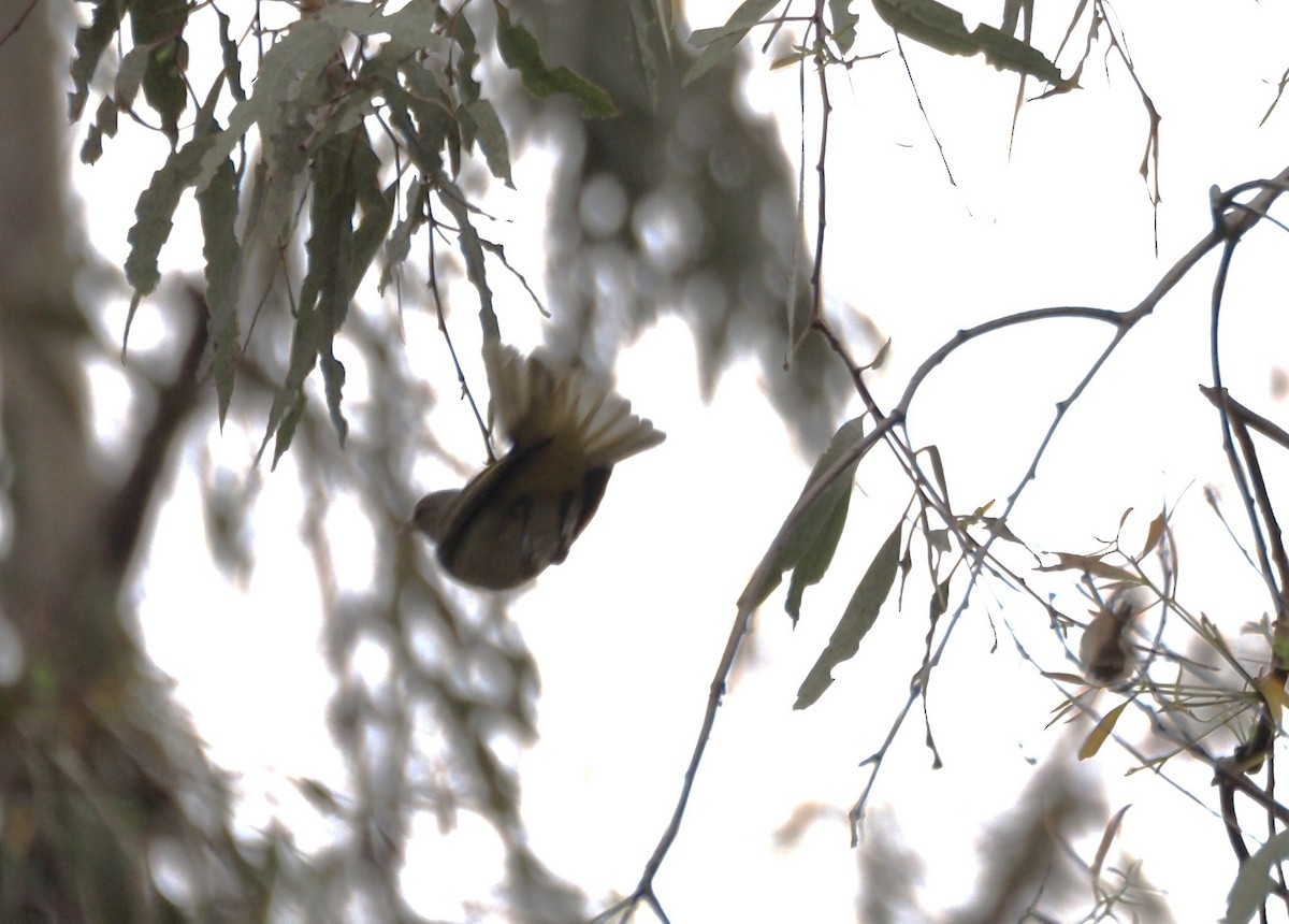 Yellow-green Vireo - ML642496947