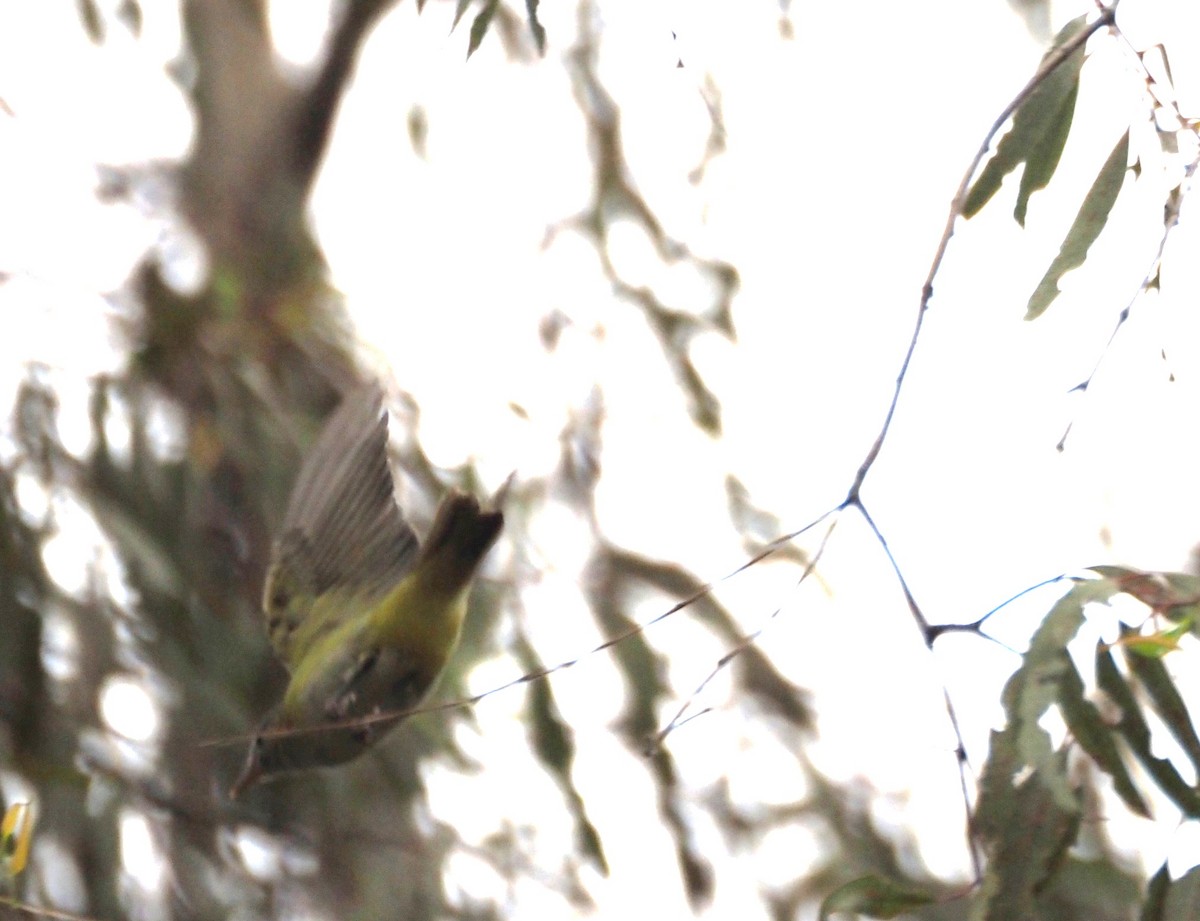 Yellow-green Vireo - ML642496948