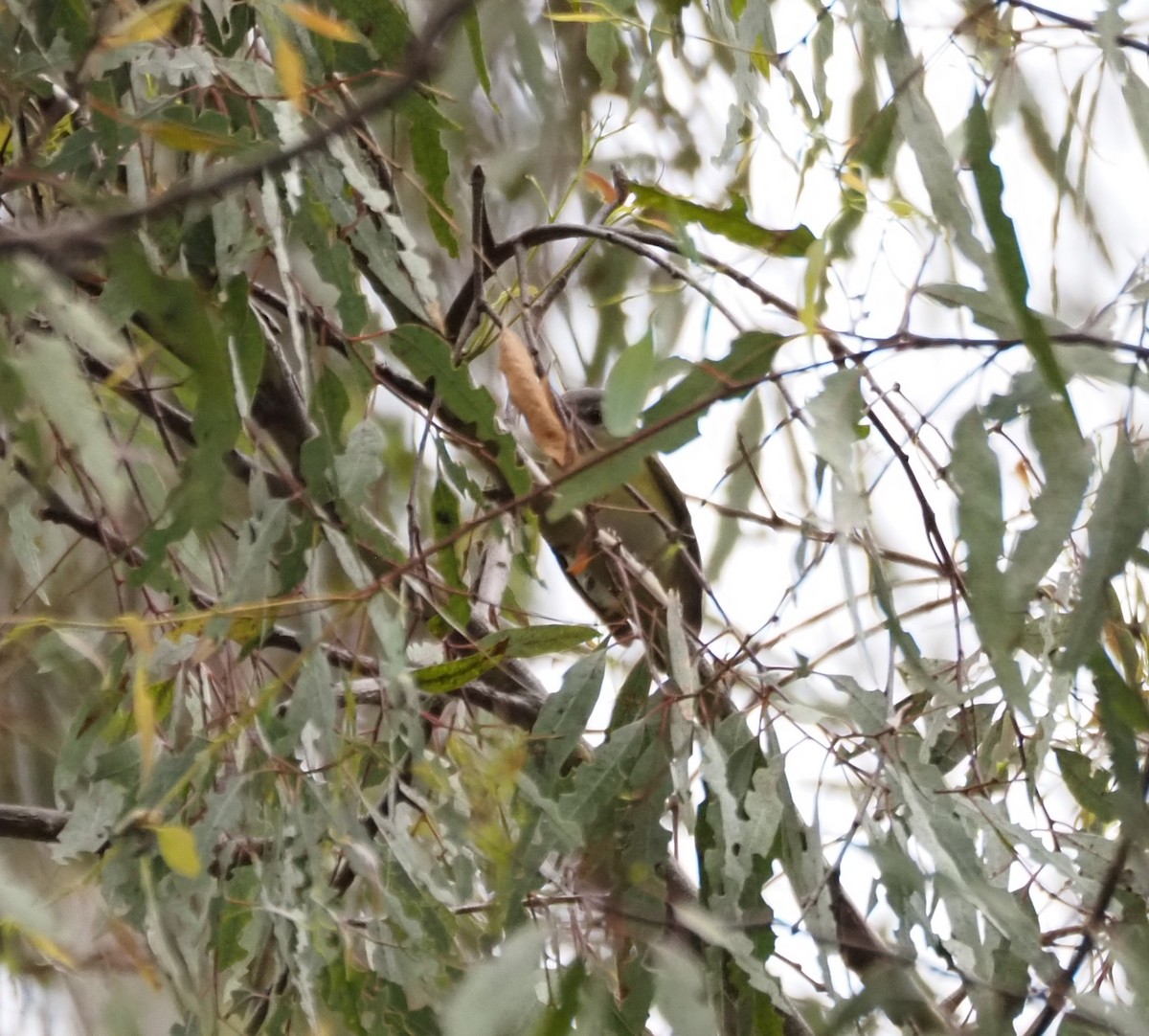Yellow-green Vireo - ML642496949