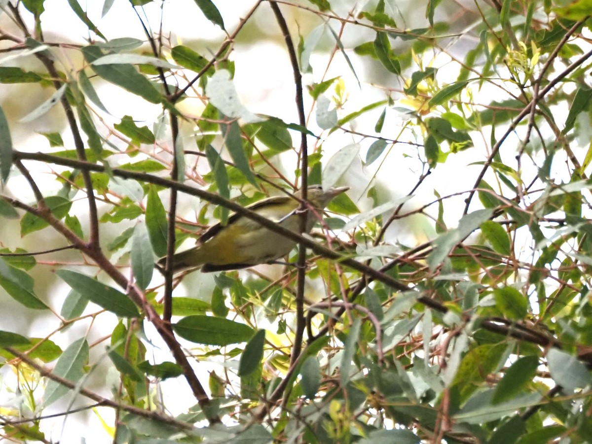 Yellow-green Vireo - ML642496950