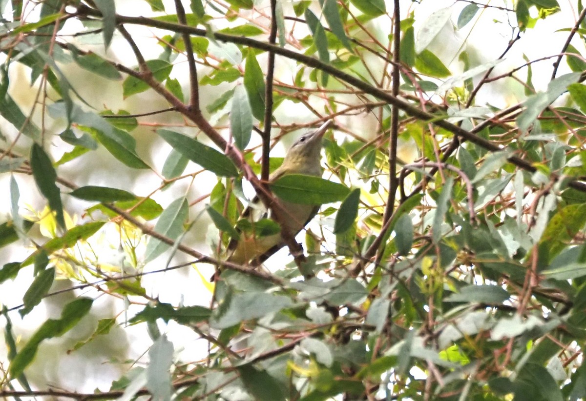 Yellow-green Vireo - ML642496951