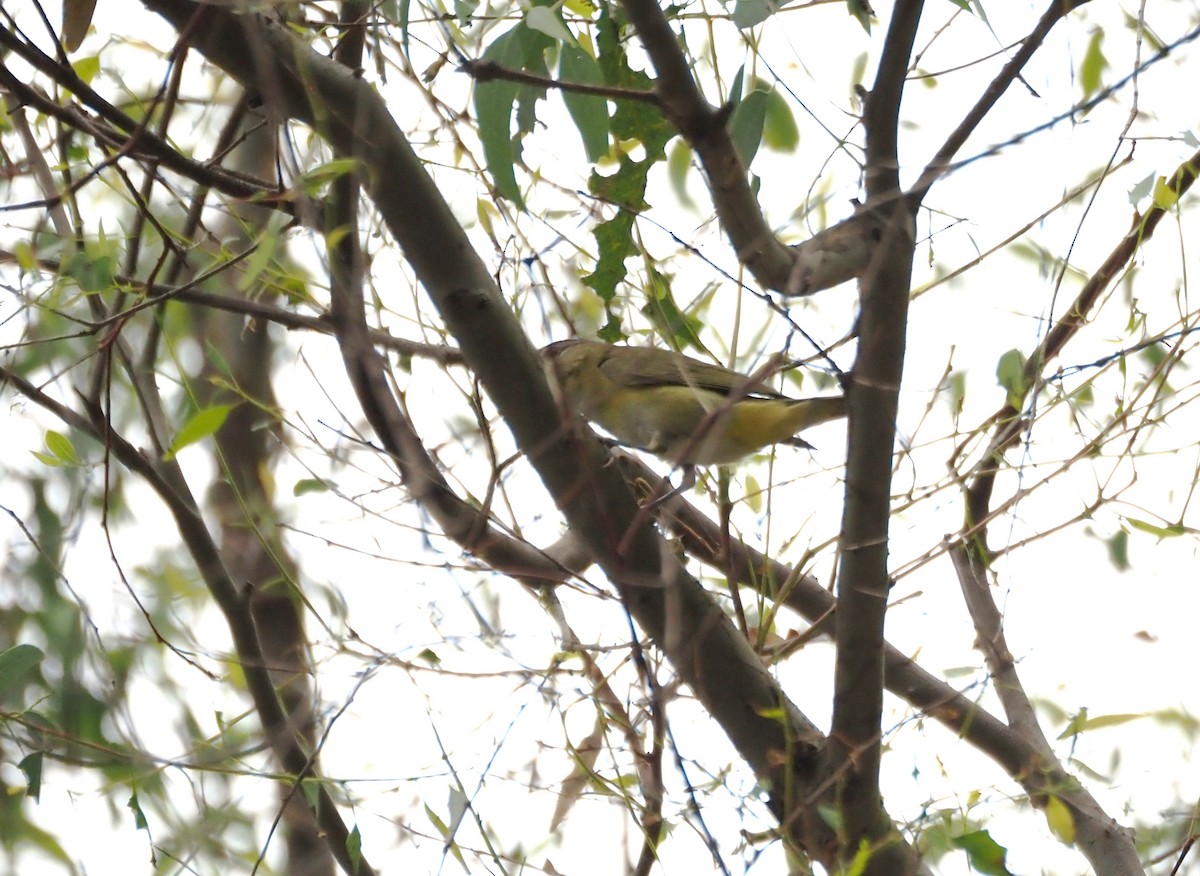 Yellow-green Vireo - ML642496952