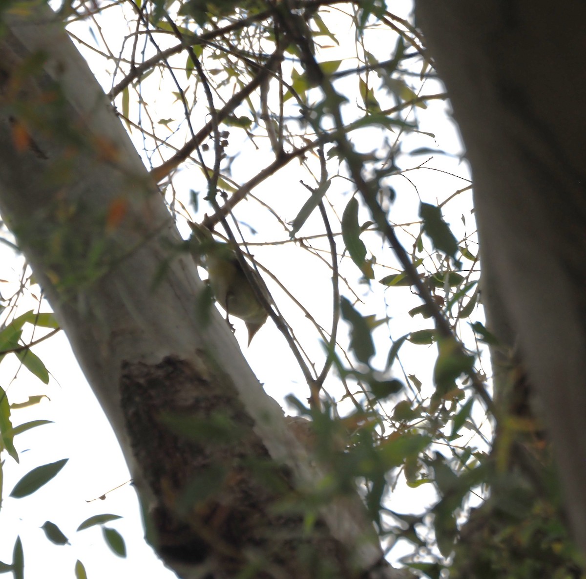 Yellow-green Vireo - ML642496953