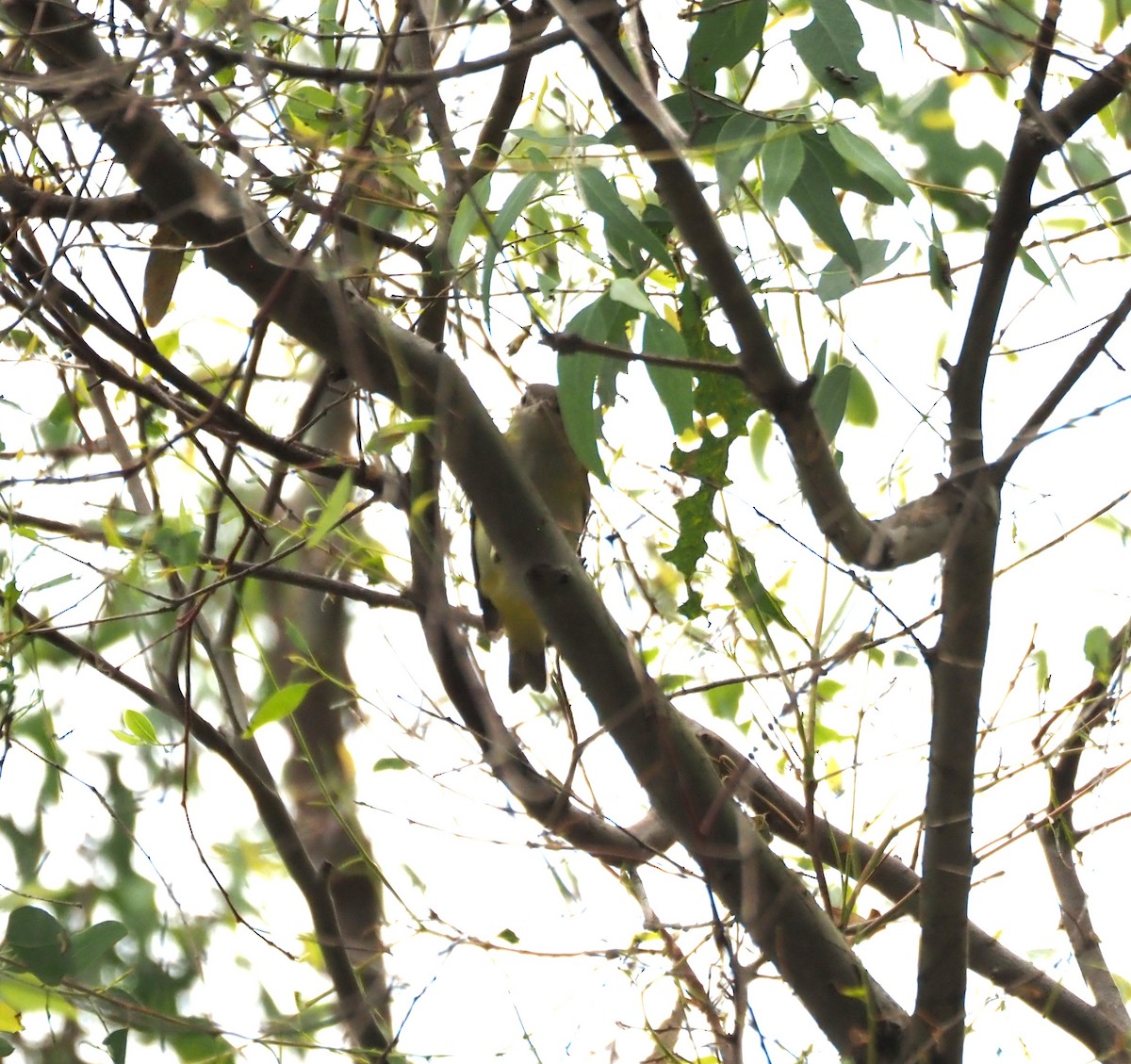 Yellow-green Vireo - ML642496954