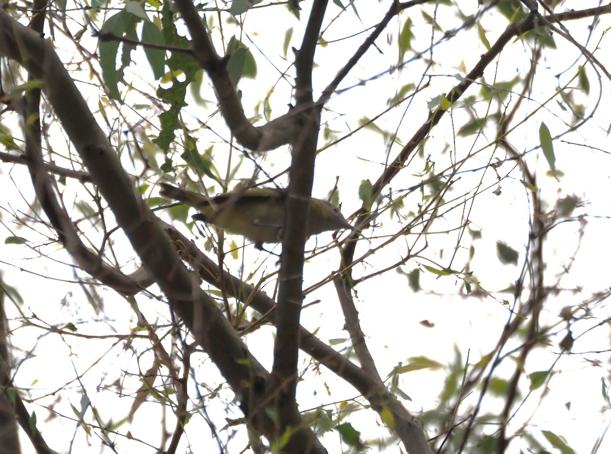 Yellow-green Vireo - ML642496955