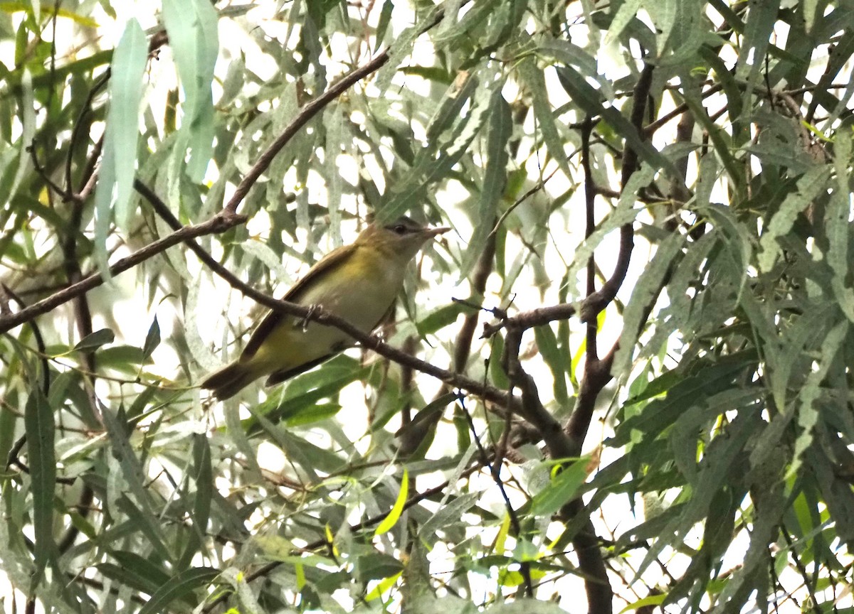 Yellow-green Vireo - ML642496956