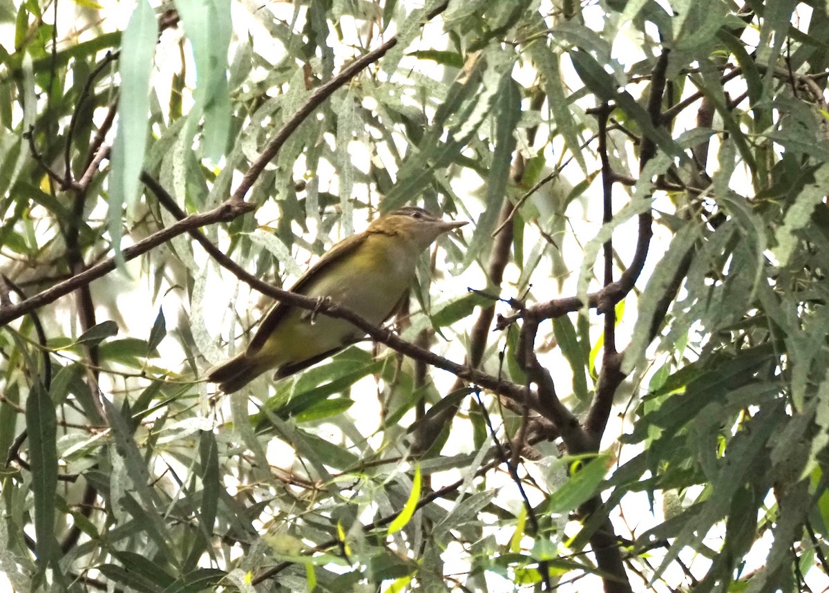 Yellow-green Vireo - ML642496957