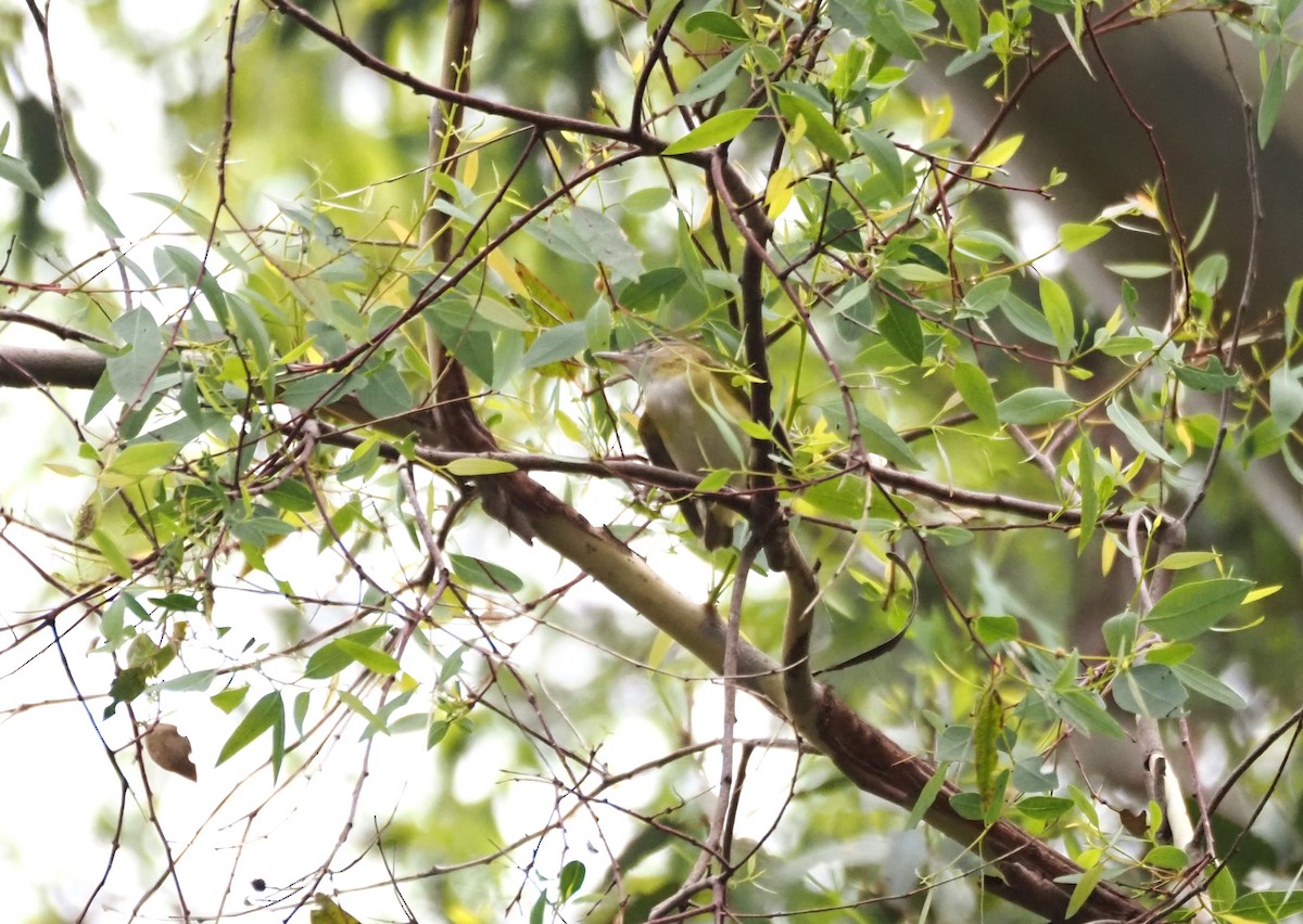 Yellow-green Vireo - ML642496958