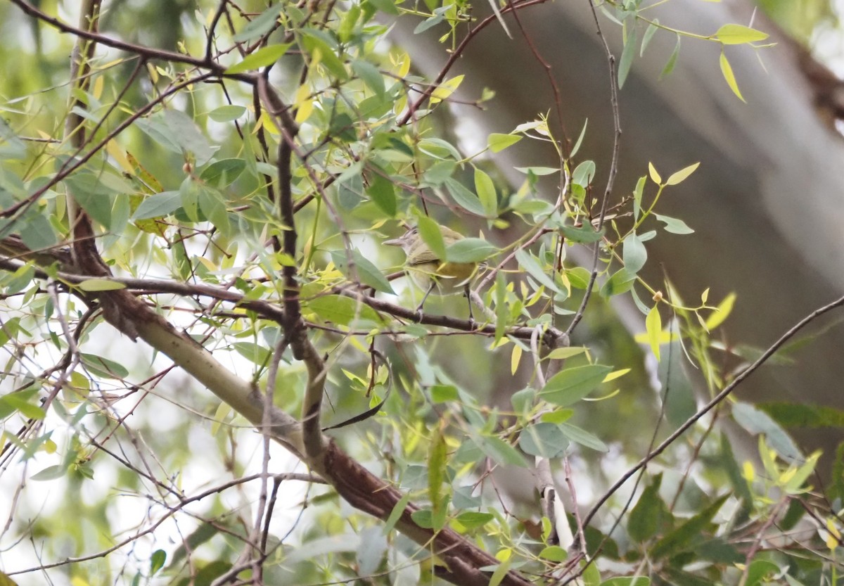 Yellow-green Vireo - ML642496959