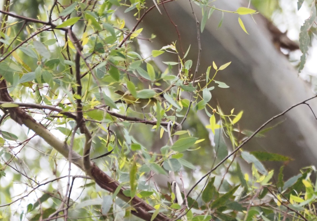Yellow-green Vireo - ML642496960