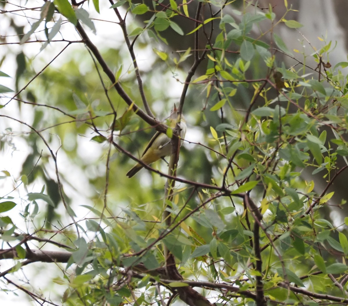 Yellow-green Vireo - ML642496961