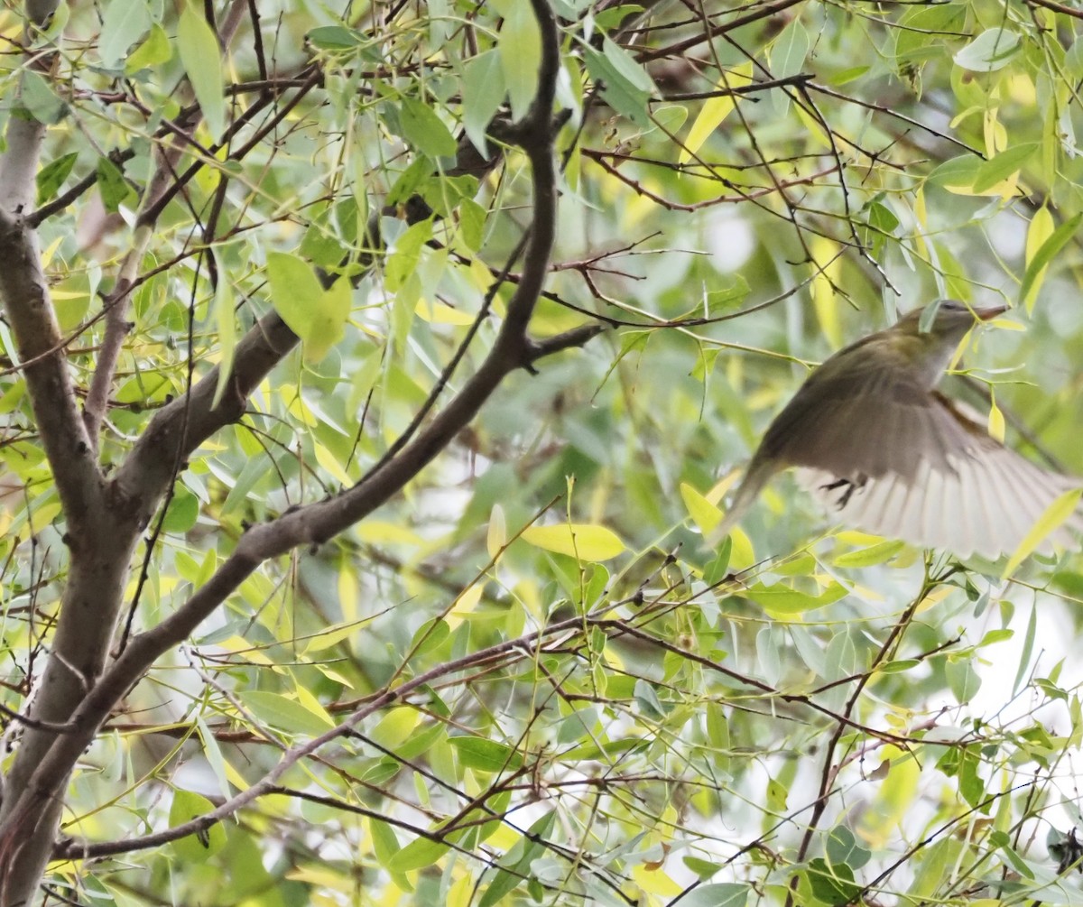 Yellow-green Vireo - ML642496962