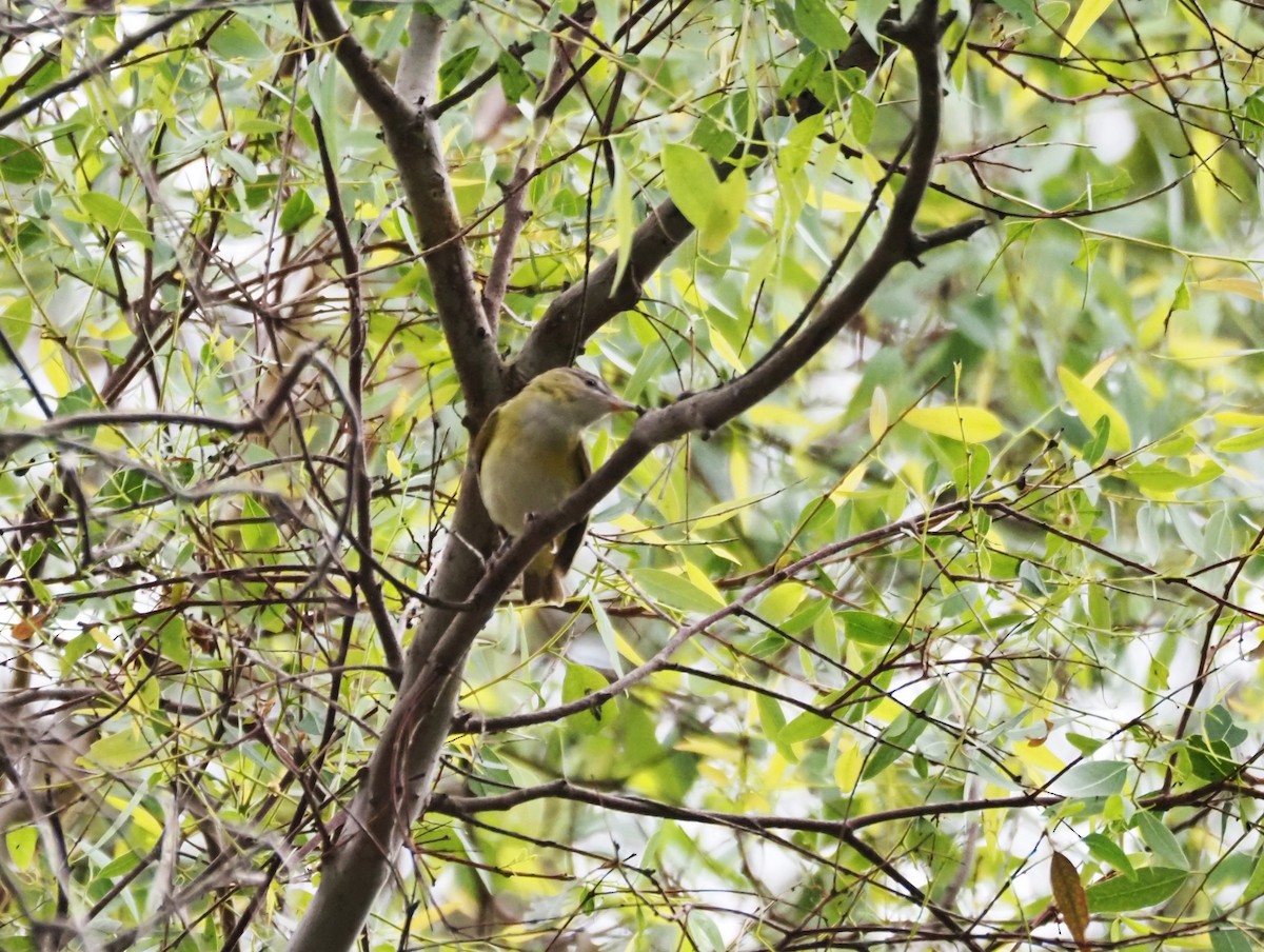 Yellow-green Vireo - ML642496964