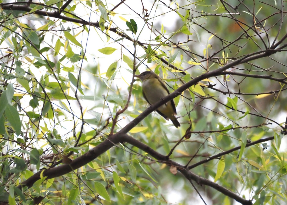 Yellow-green Vireo - ML642496965