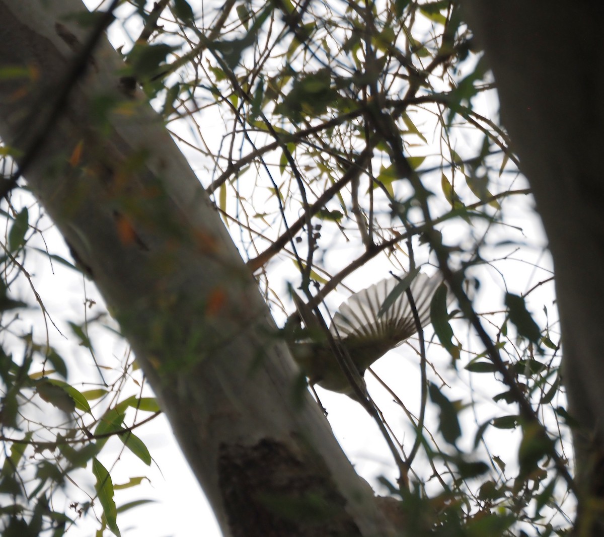 Yellow-green Vireo - ML642496967