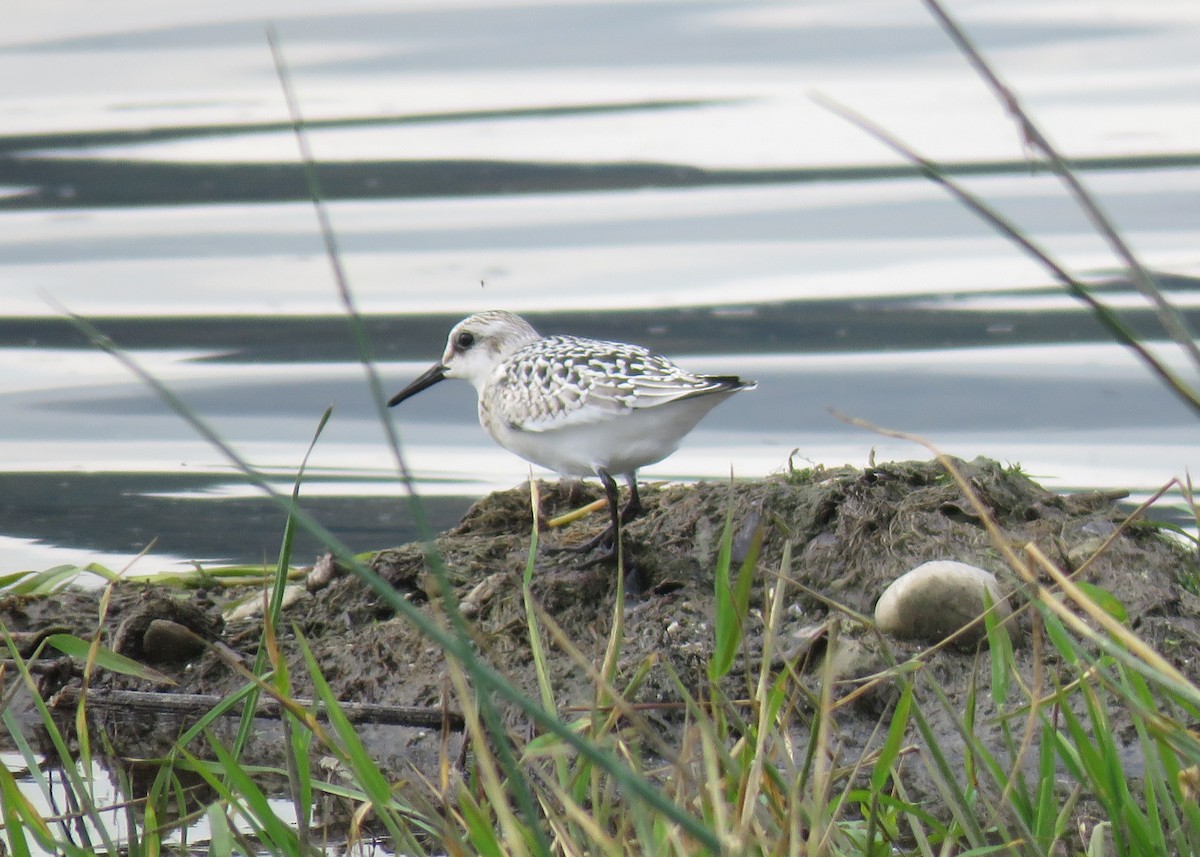 Sanderling - ML642496969