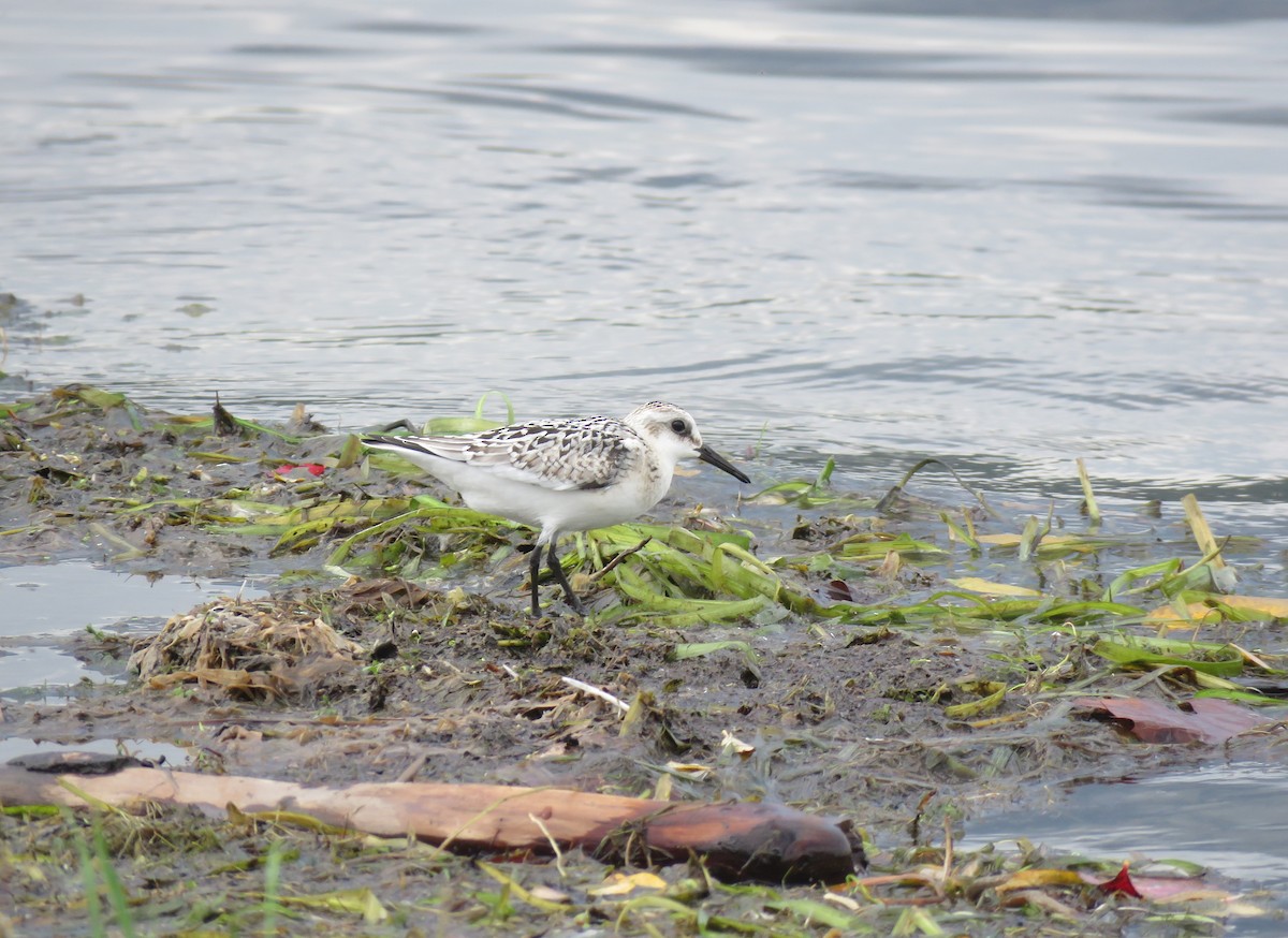 Sanderling - ML642496971