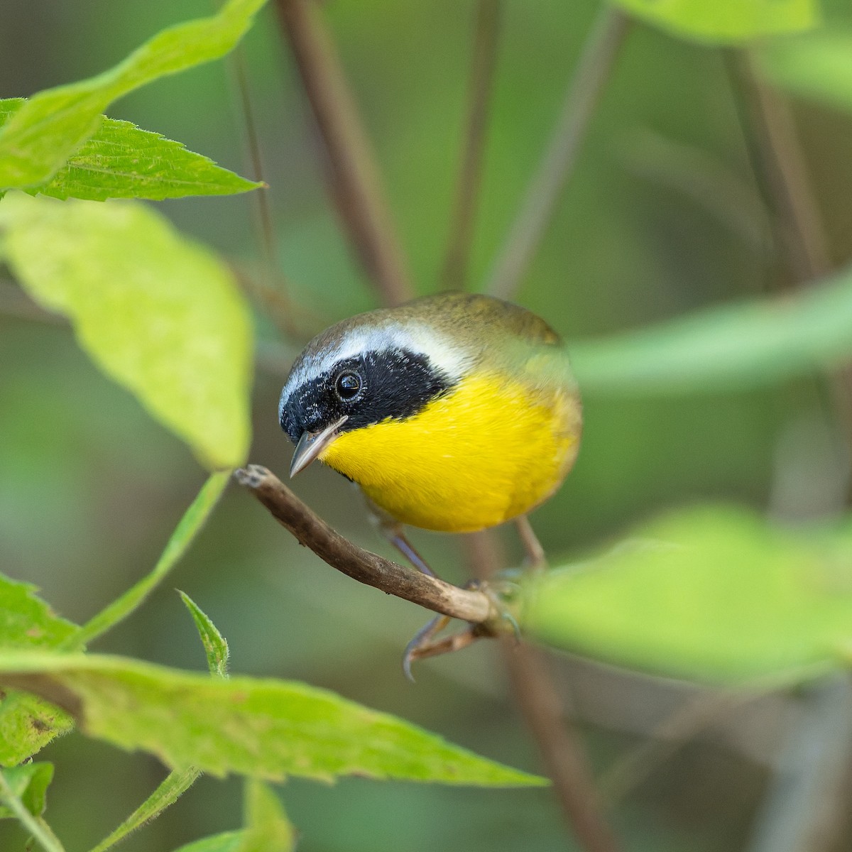 Common Yellowthroat - ML642496973