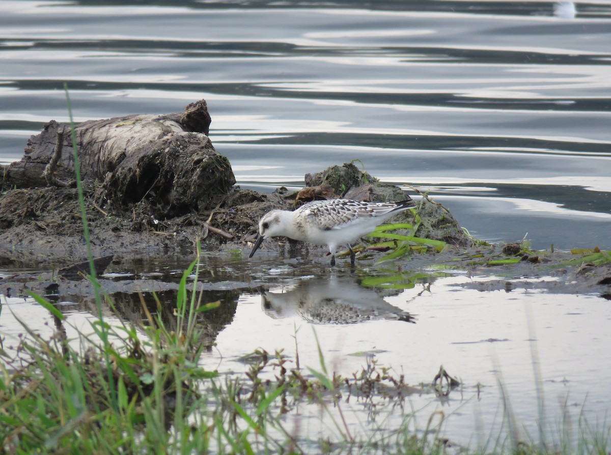 Sanderling - ML642496984