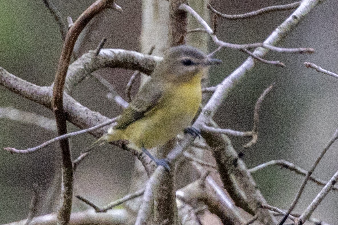 セアカモズモドキ - ML642496993