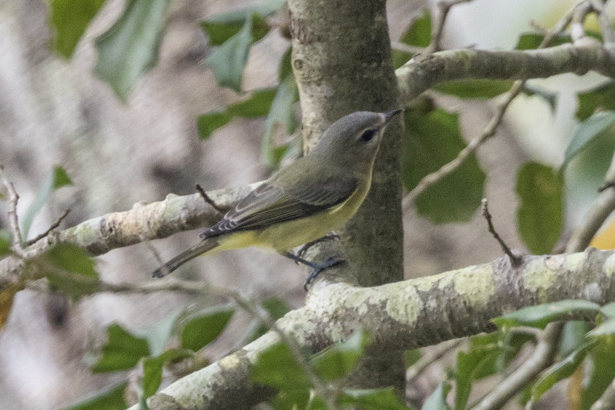 セアカモズモドキ - ML642496994