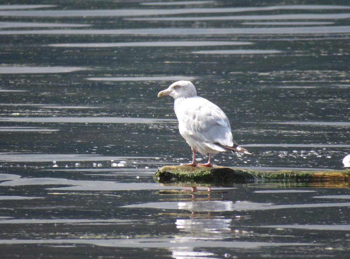 American Herring Gull - ML642497010