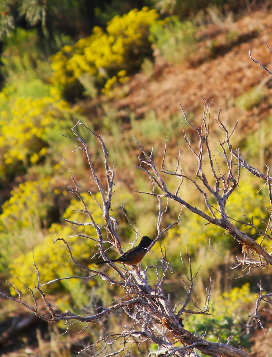 Spotted Towhee - ML642497056