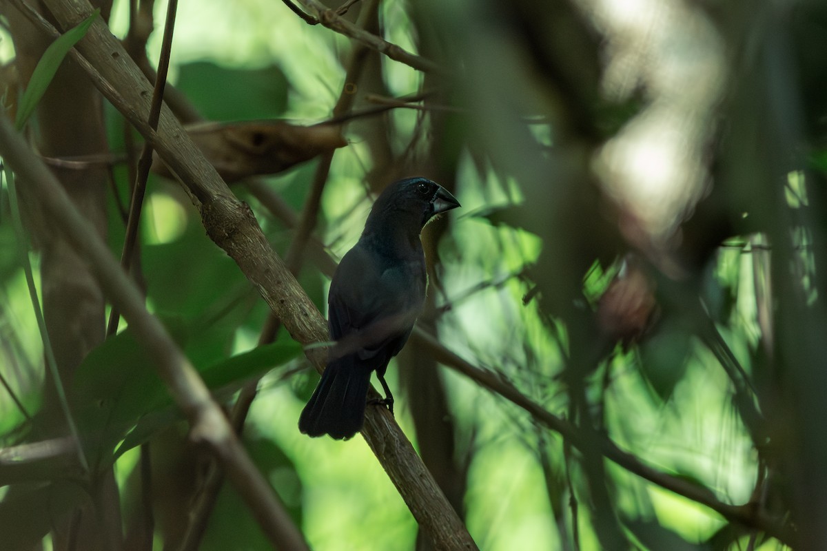 Blue-black Grosbeak - ML642497082