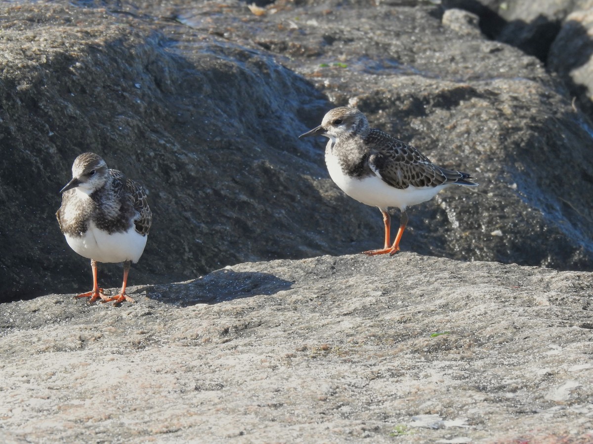 Алаг хайргач - ML642497086