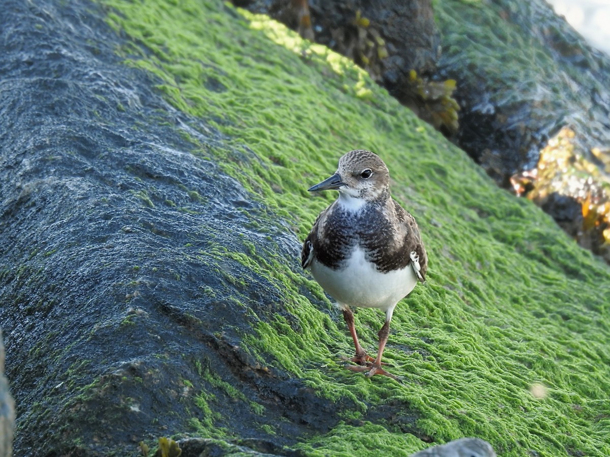 Алаг хайргач - ML642497088