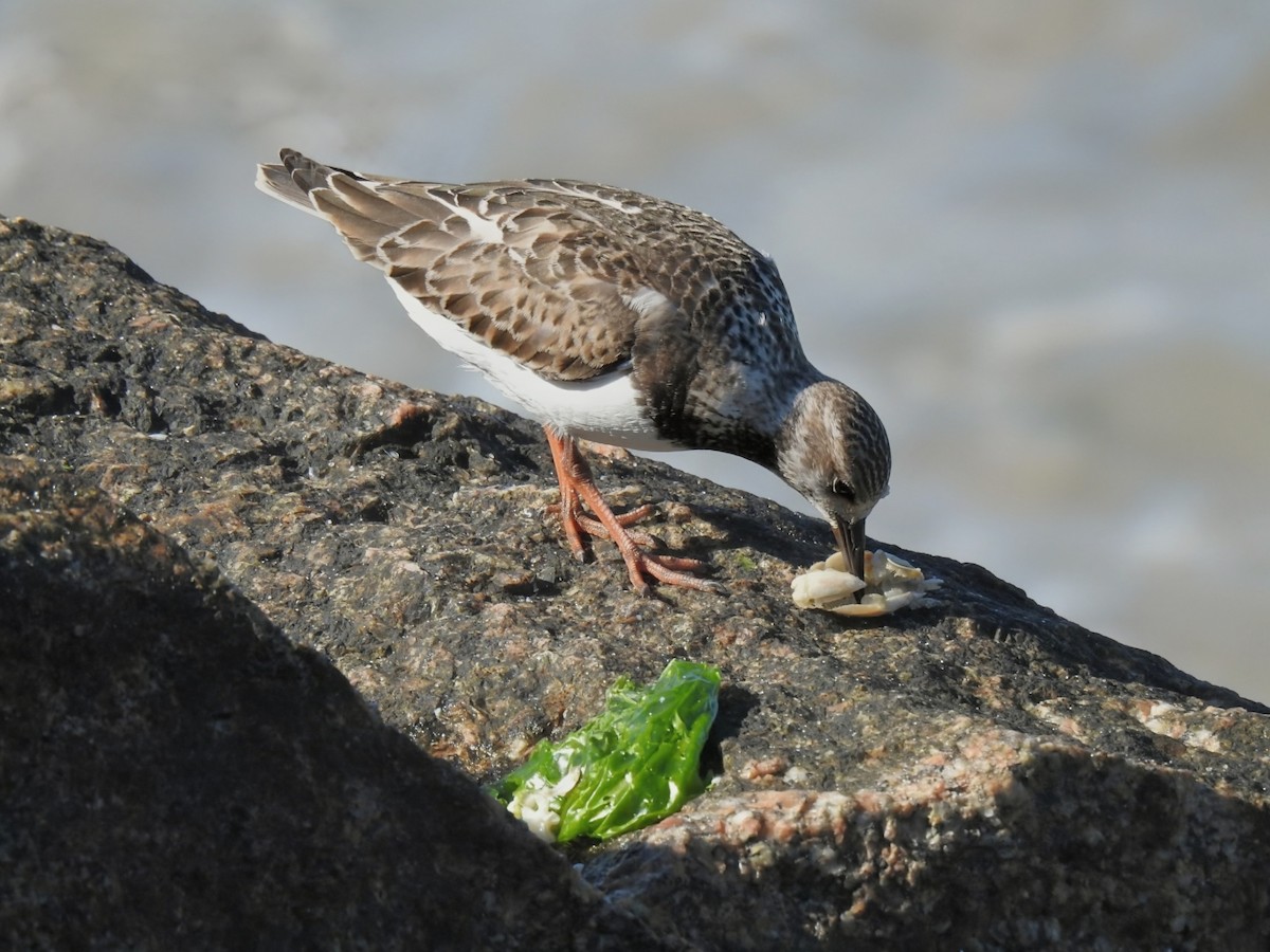 Алаг хайргач - ML642497095