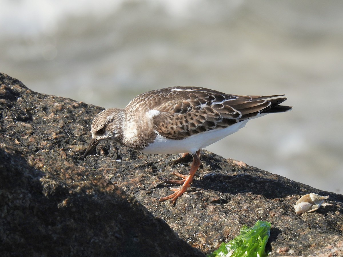 Алаг хайргач - ML642497096