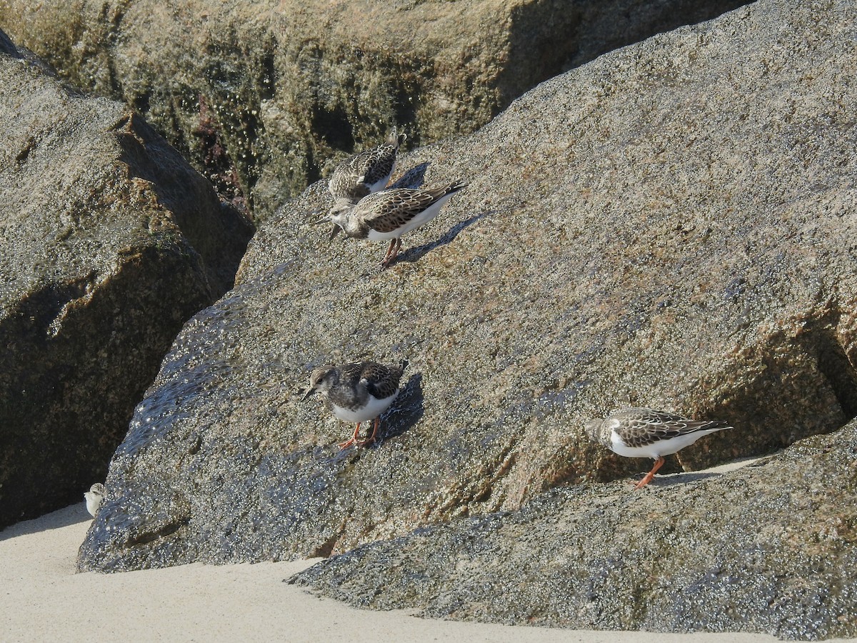 Алаг хайргач - ML642497122