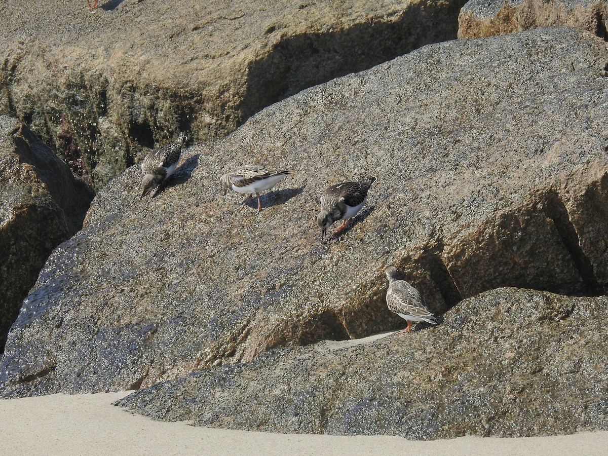 Алаг хайргач - ML642497123