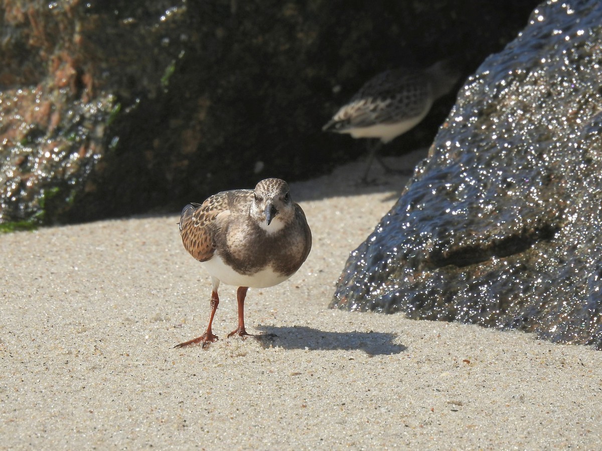 Алаг хайргач - ML642497128