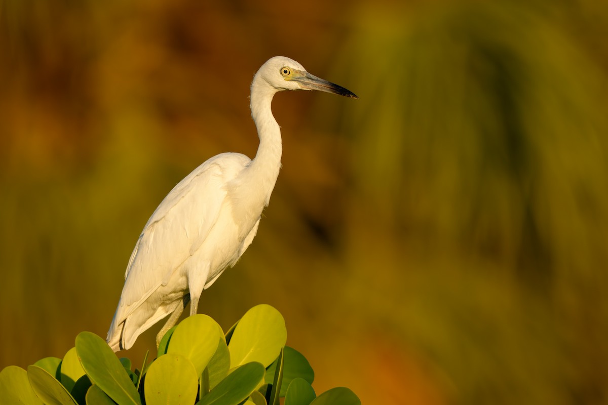 Little Blue Heron - ML642497130