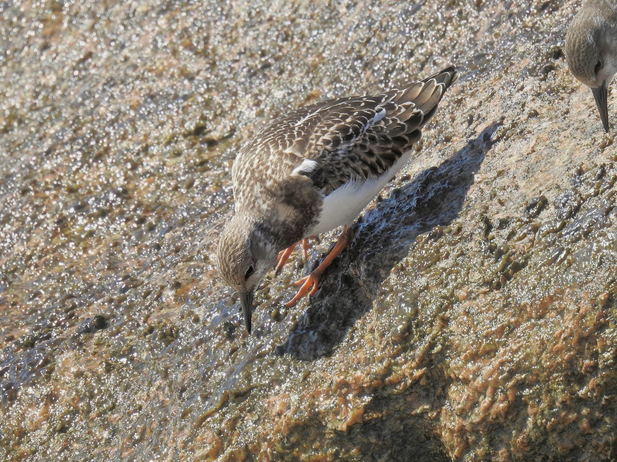 Алаг хайргач - ML642497136