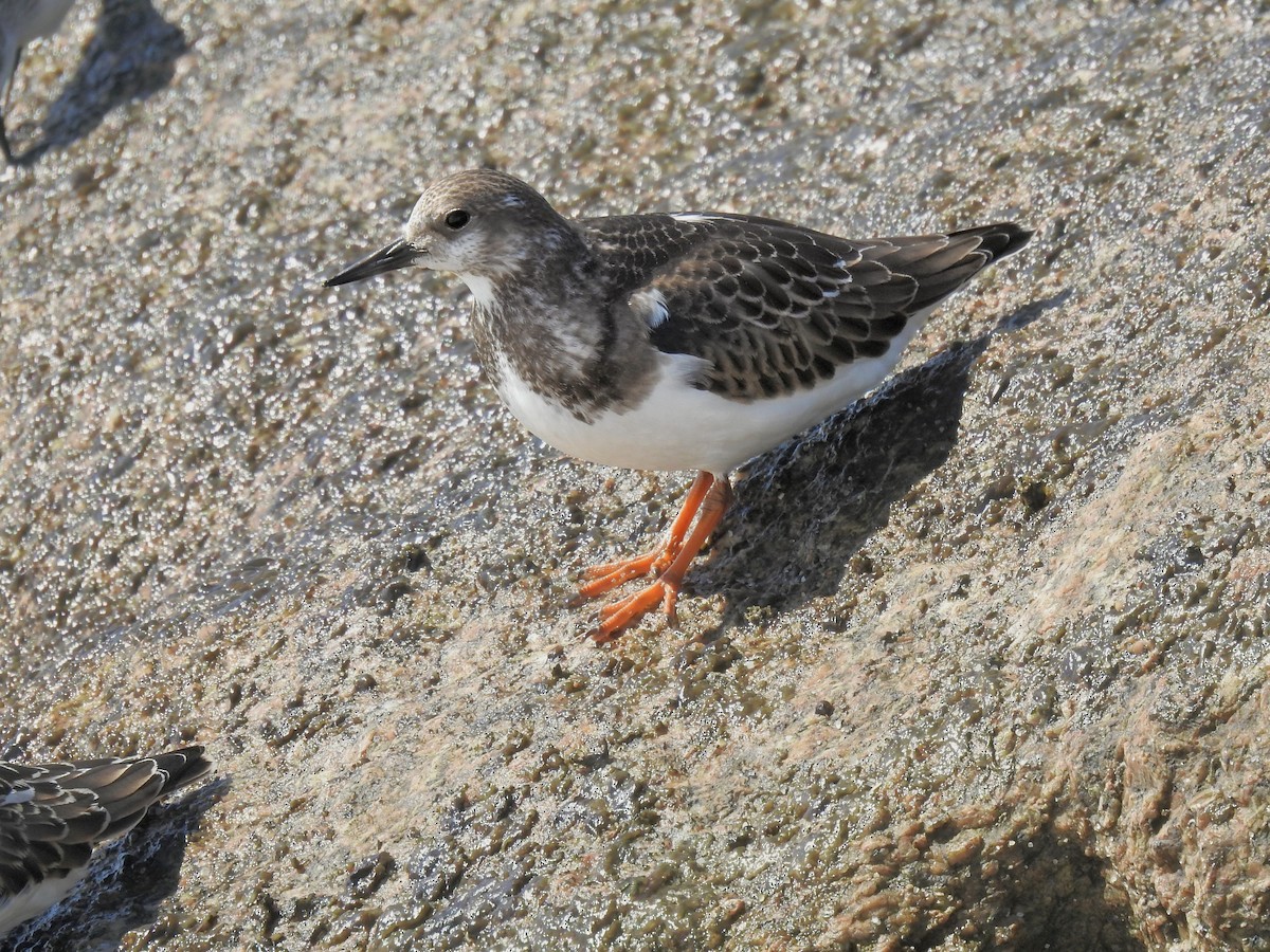 Алаг хайргач - ML642497137