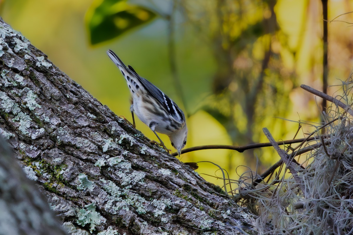 Black-and-white Warbler - ML642497159