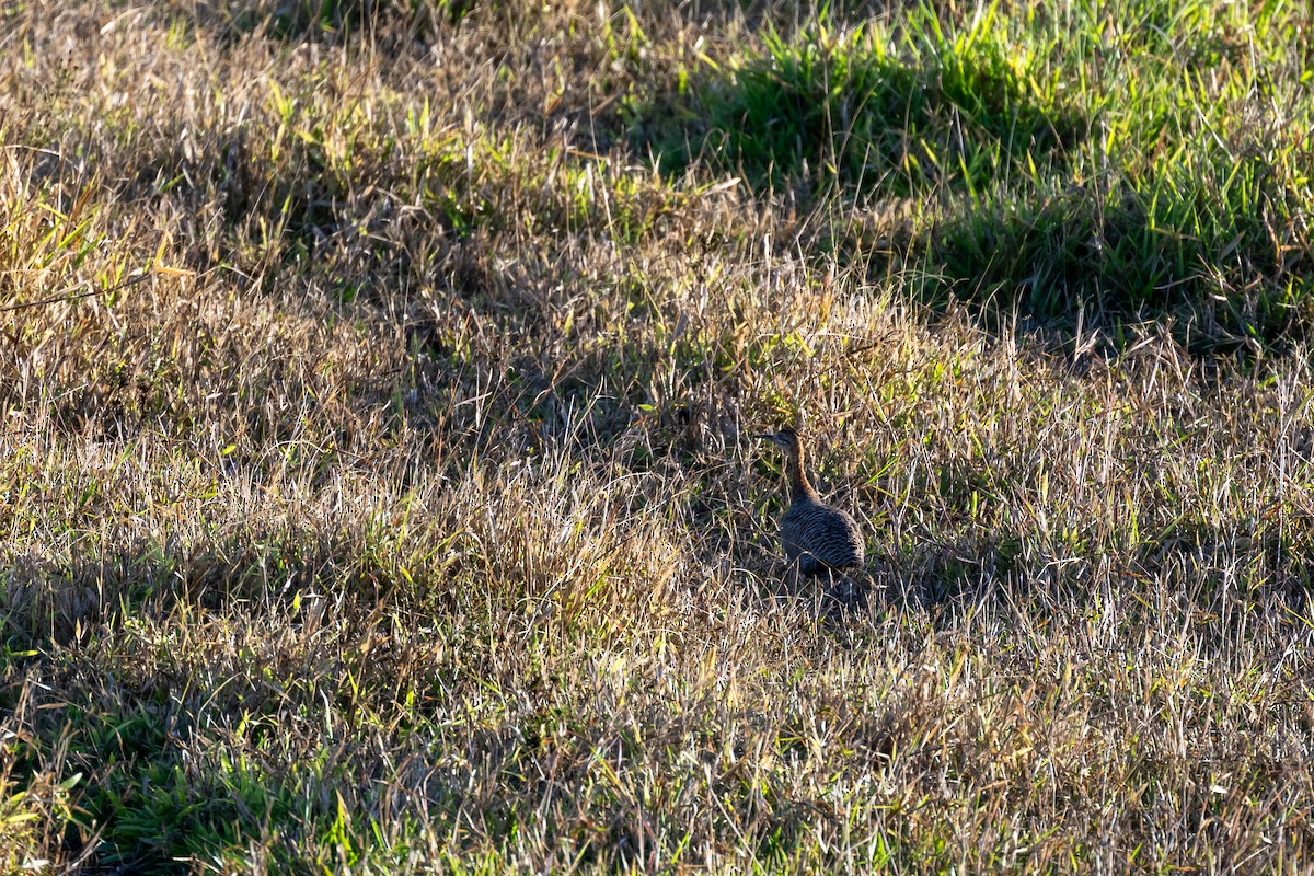 Tinamou isabelle - ML642497184