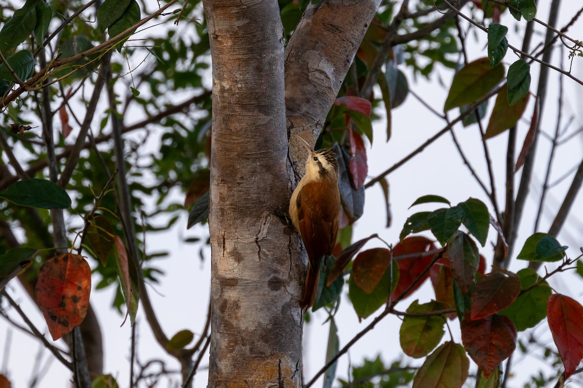 Narrow-billed Woodcreeper - ML642497192