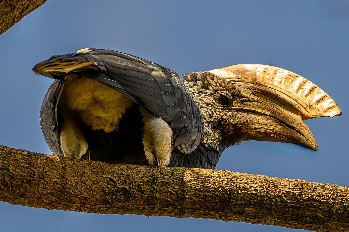 Silberwangen-Hornvogel - ML642497214