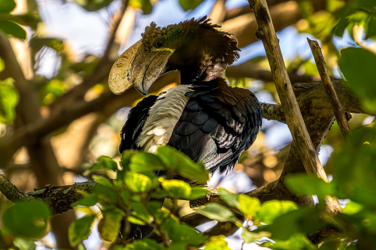 Silberwangen-Hornvogel - ML642497216