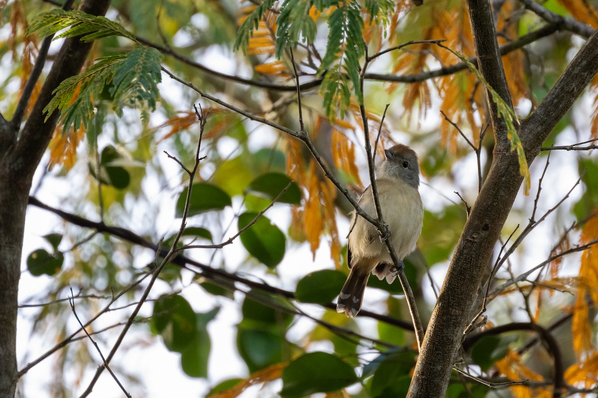 Batara de Pelzeln - ML642497219