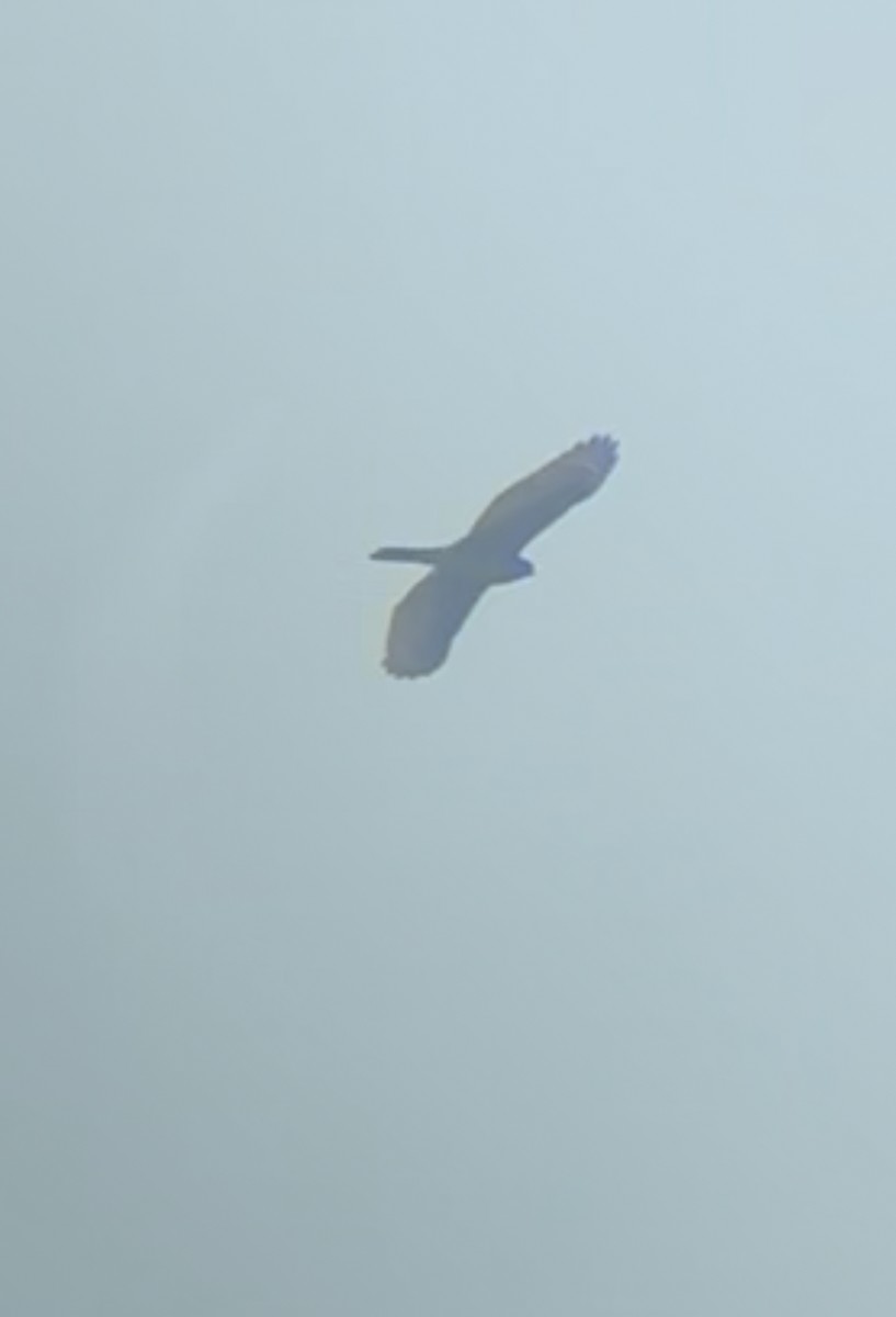 Cooper's Hawk - ML642497232