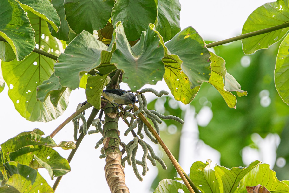 Plain-colored Tanager - ML642497235